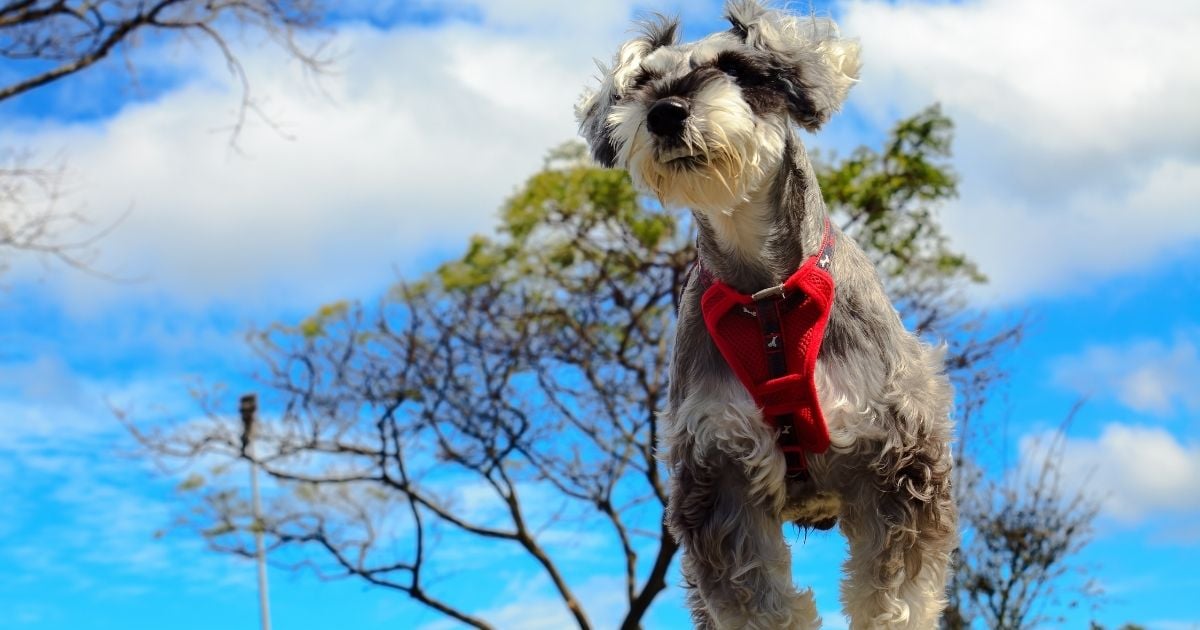 keep your schnauzer cool