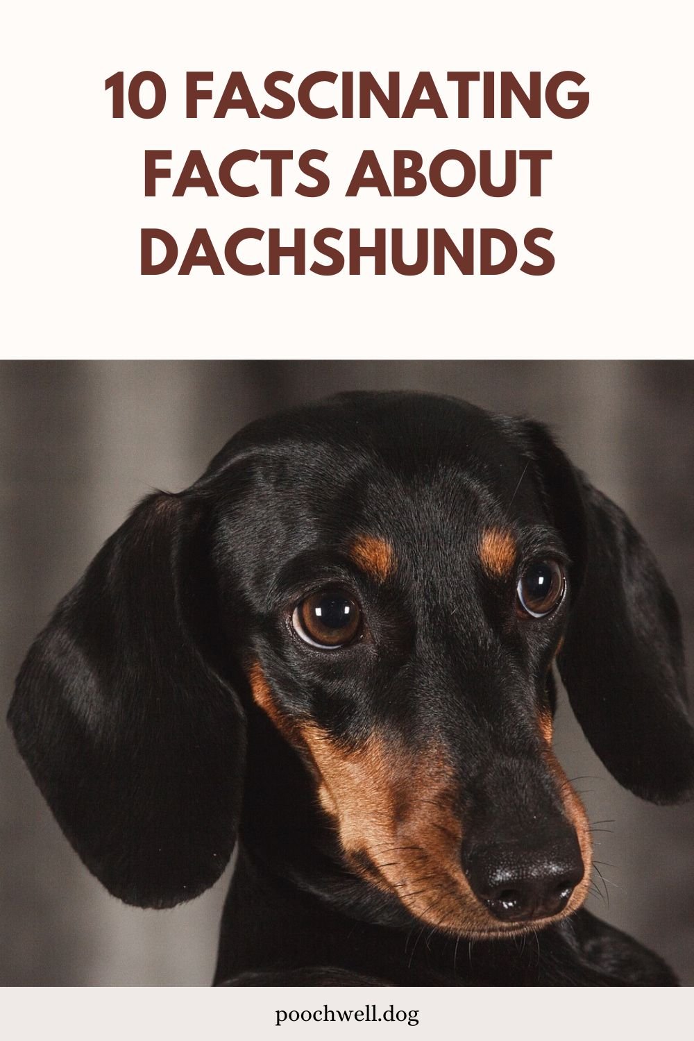 dachshund facts