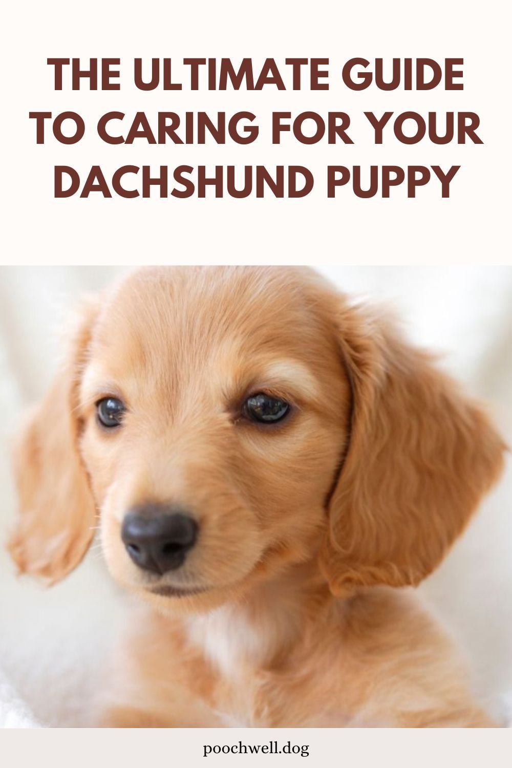 Caring for your dachshund puppy