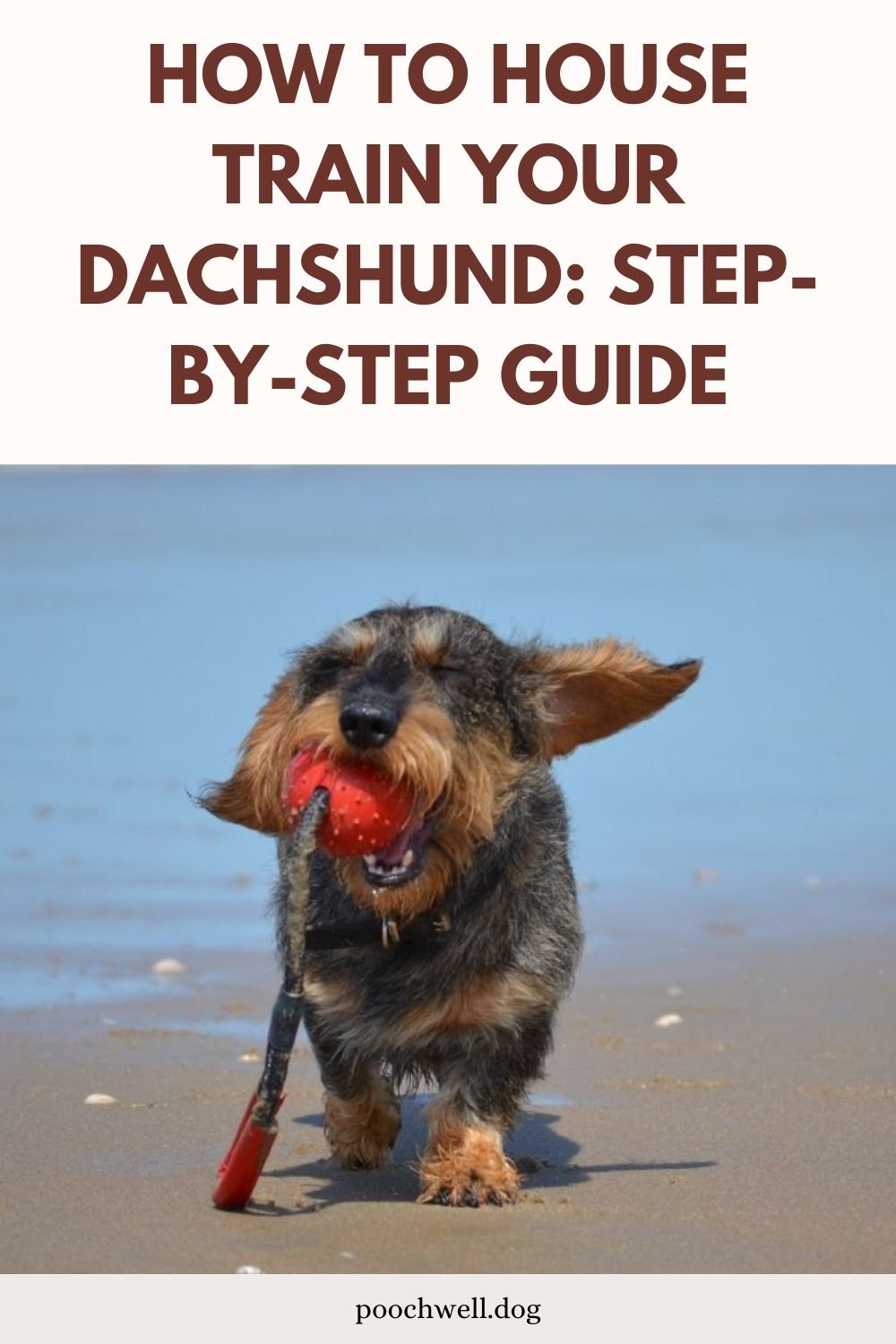 how to house train your dachshund
