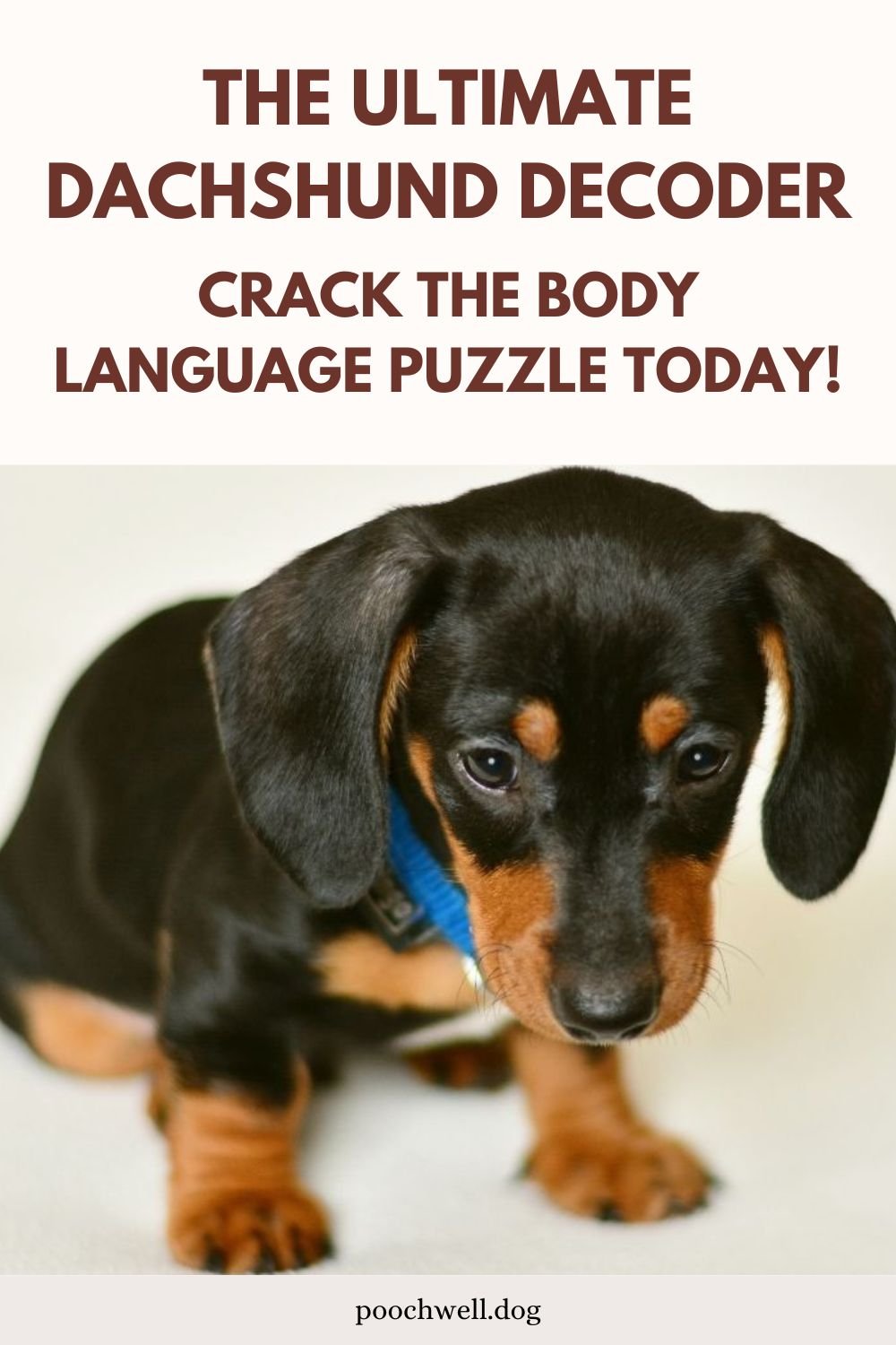 dachshund languags