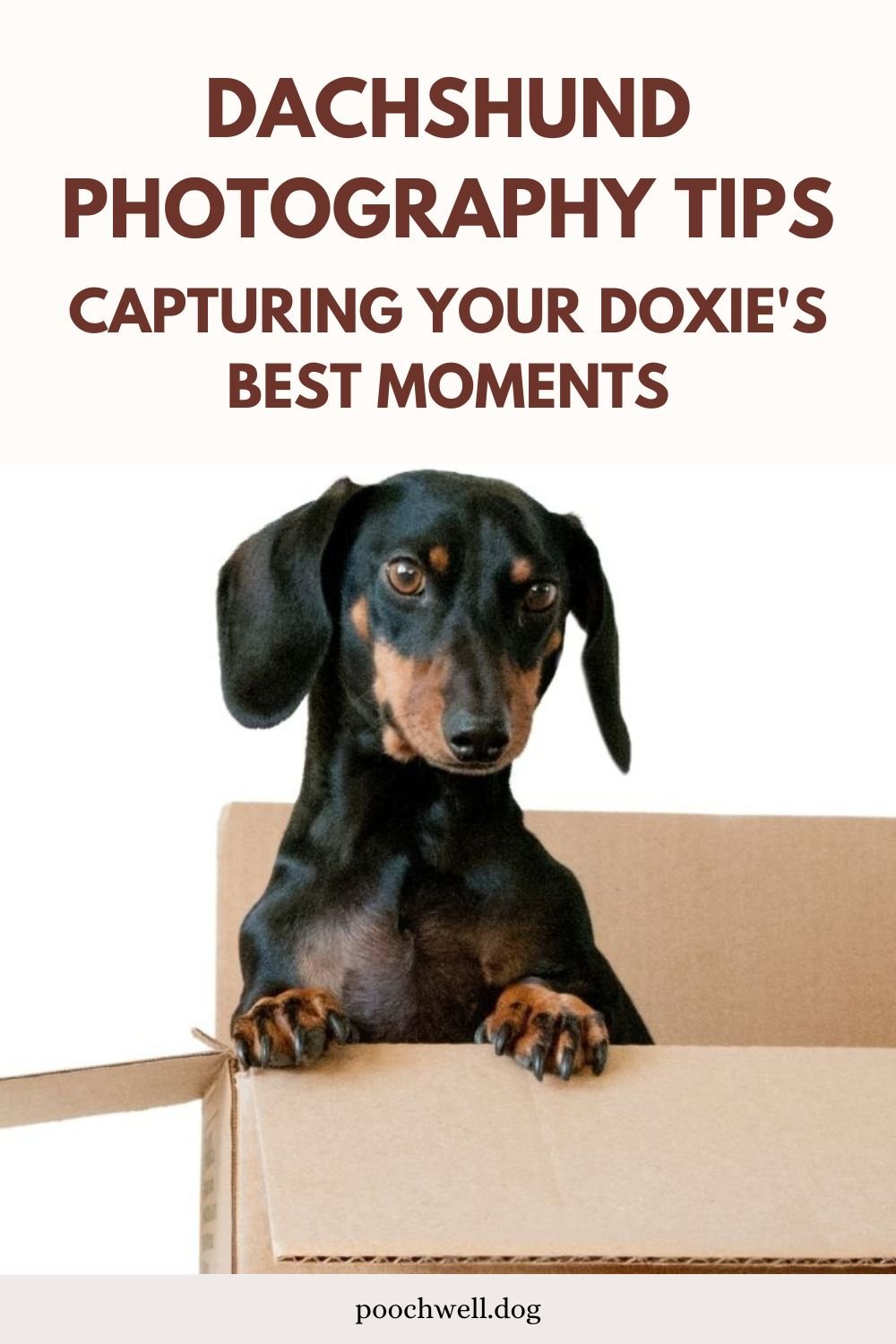 dachshund photography tips