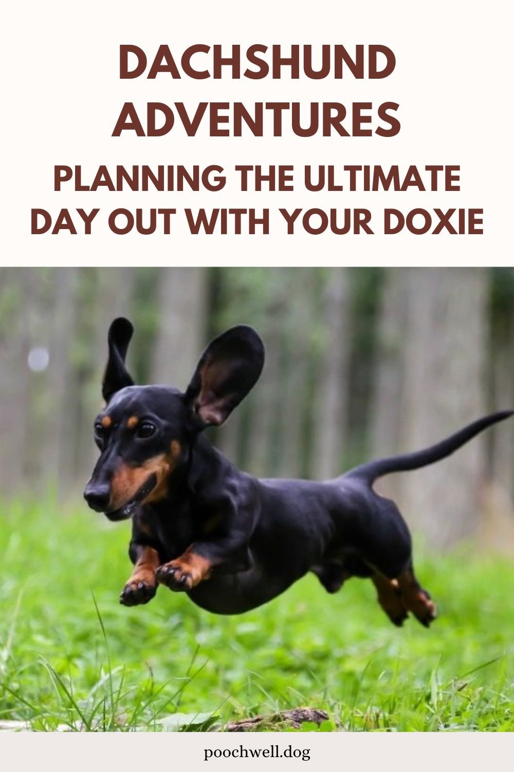 dachshund adventures