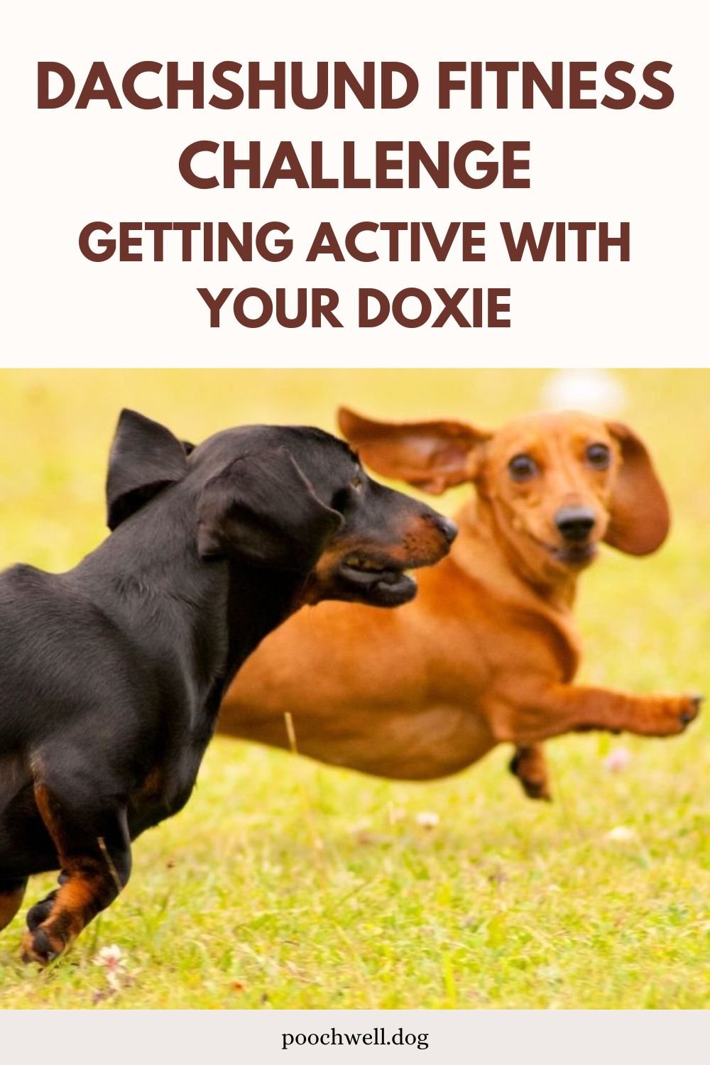 dachshund fitness challenge