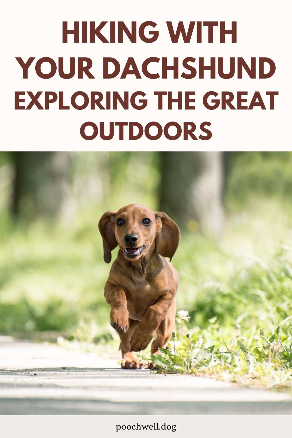 hiking with your dachshund