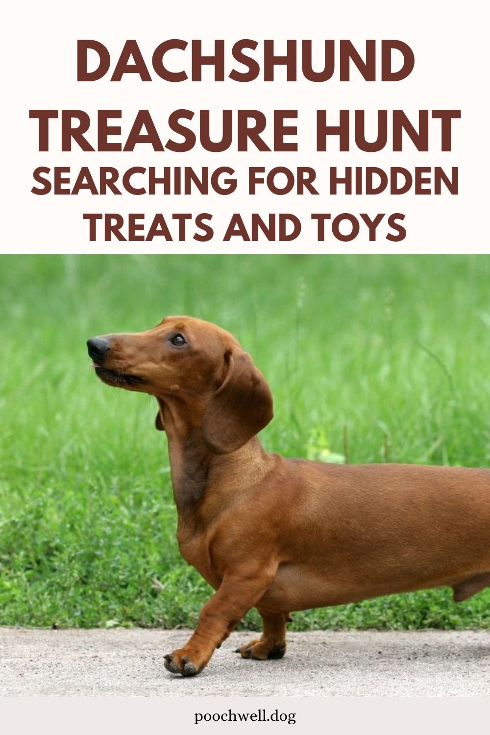dachshund treasure hunt