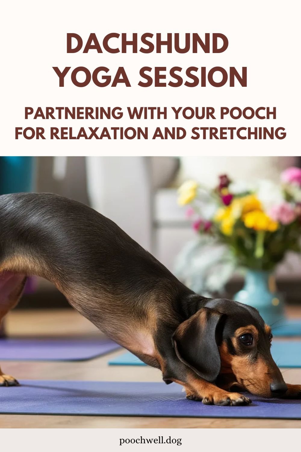 dachshund yoga session