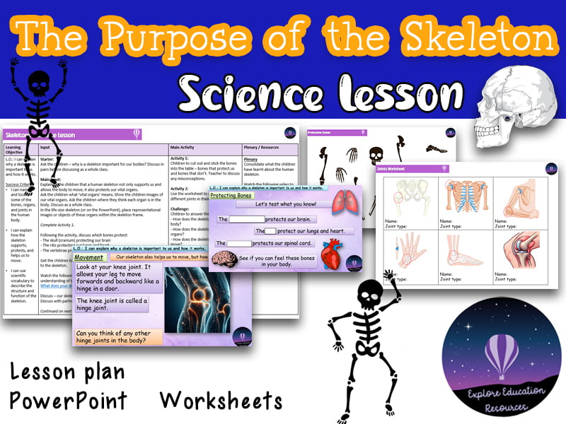 Purpose of the Human Skeleton - Outstanding KS2 Science Lesson