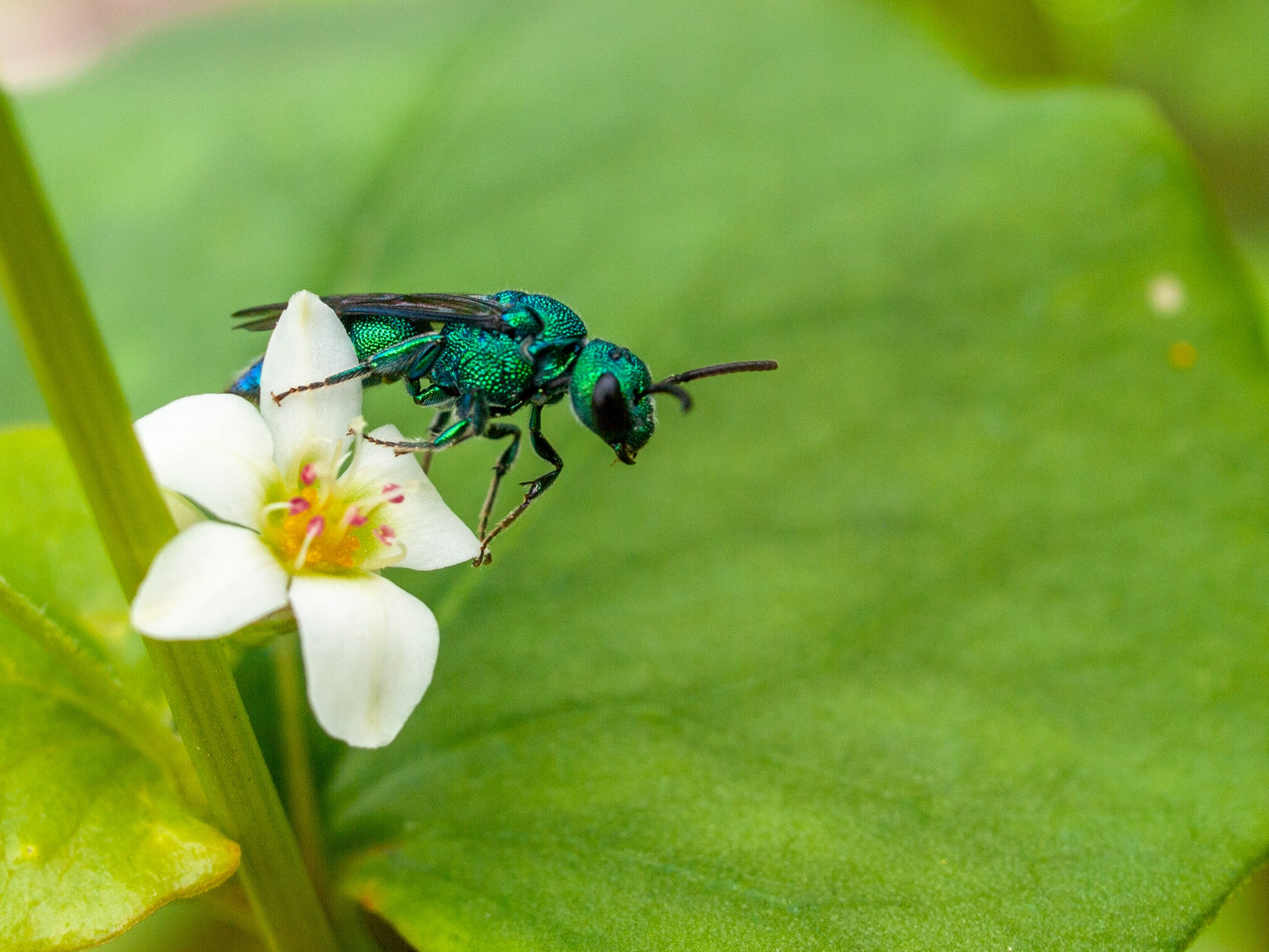 Enchanting Emerald Wasp - Payhip