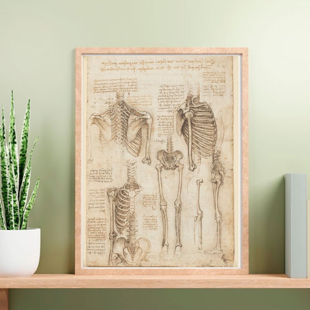 Vintage Anatomy Posters