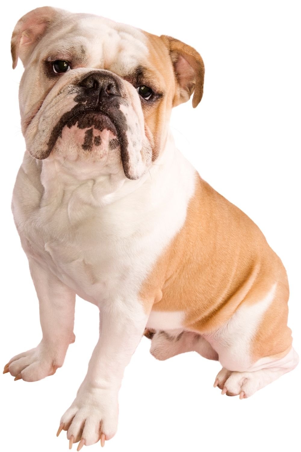bulldog images