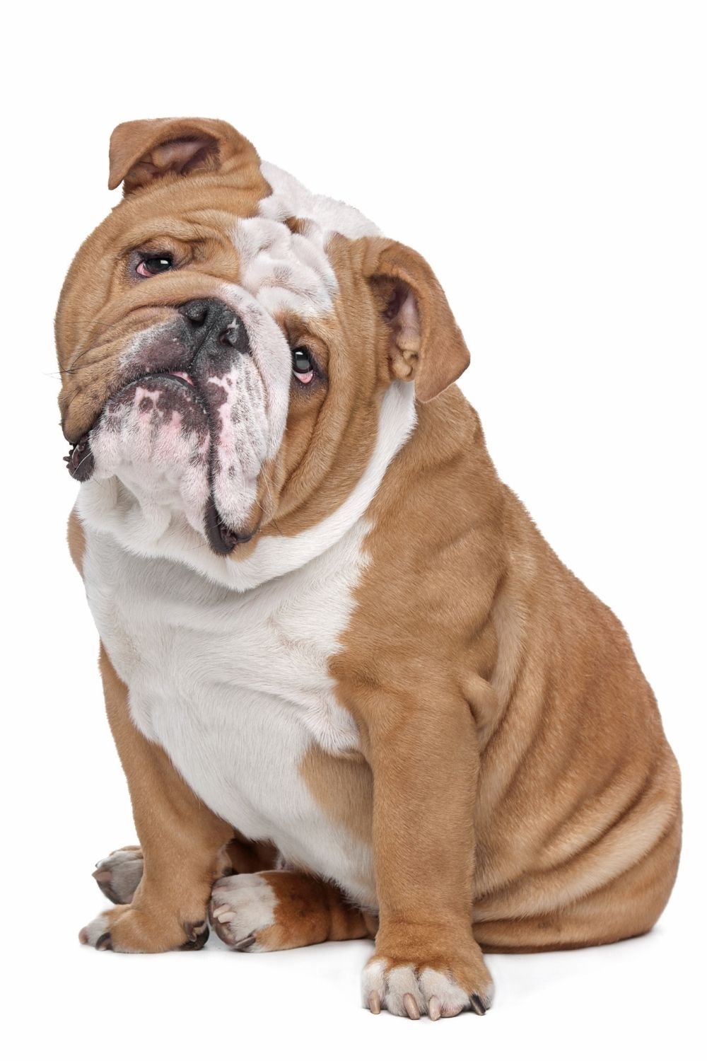 bulldog images