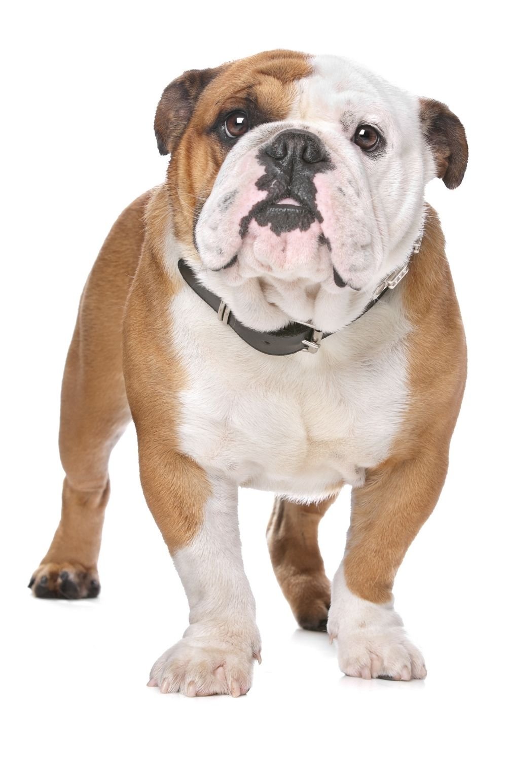 bulldog images