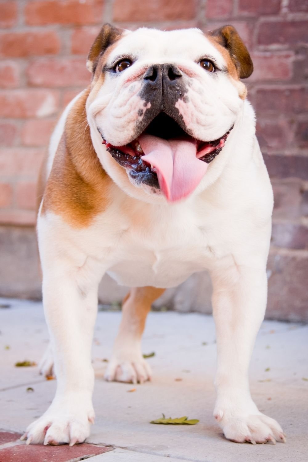 bulldog images