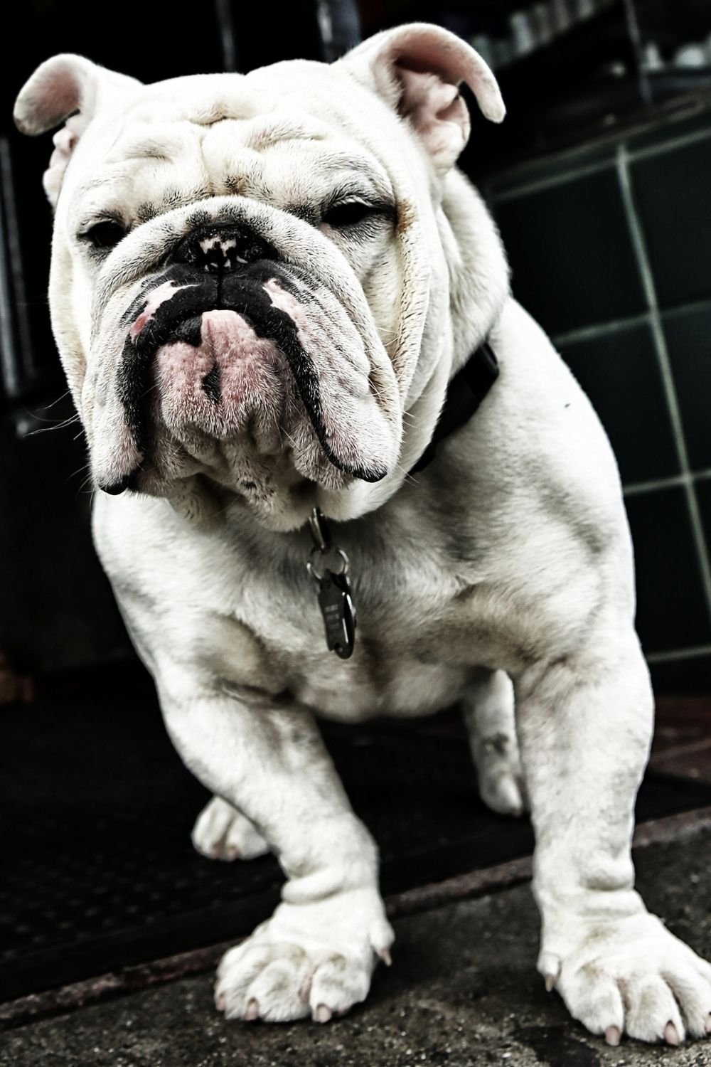 bulldog images