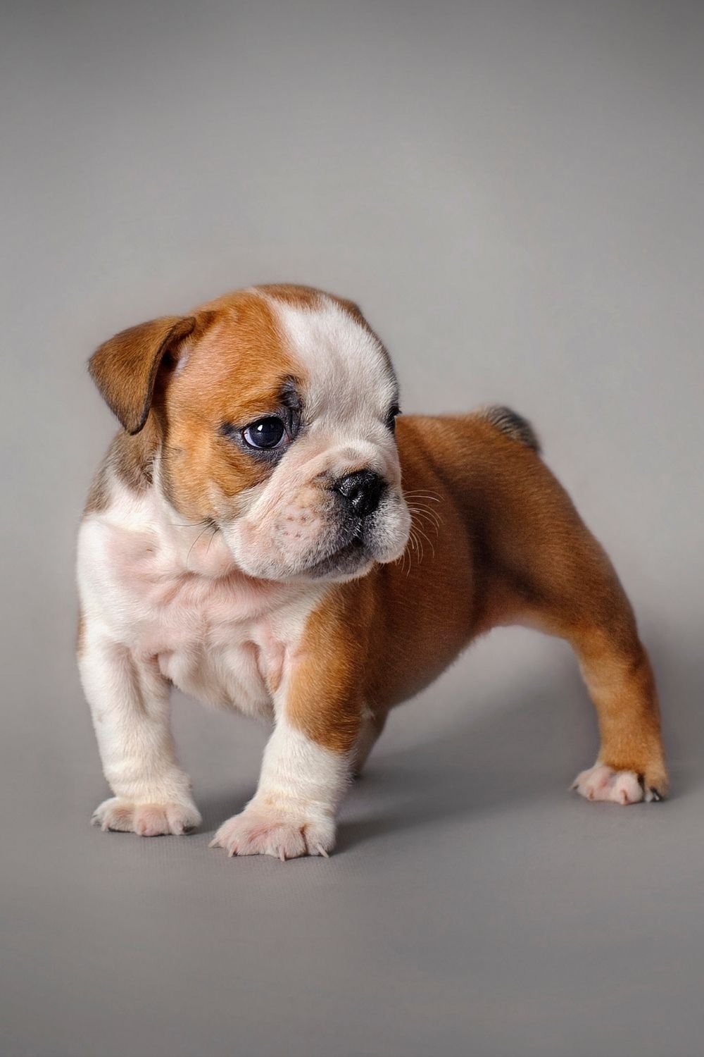 bulldog images