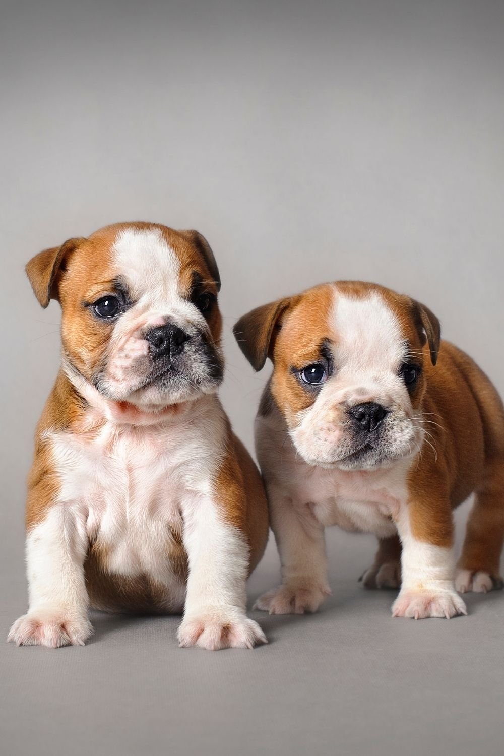 bulldog images