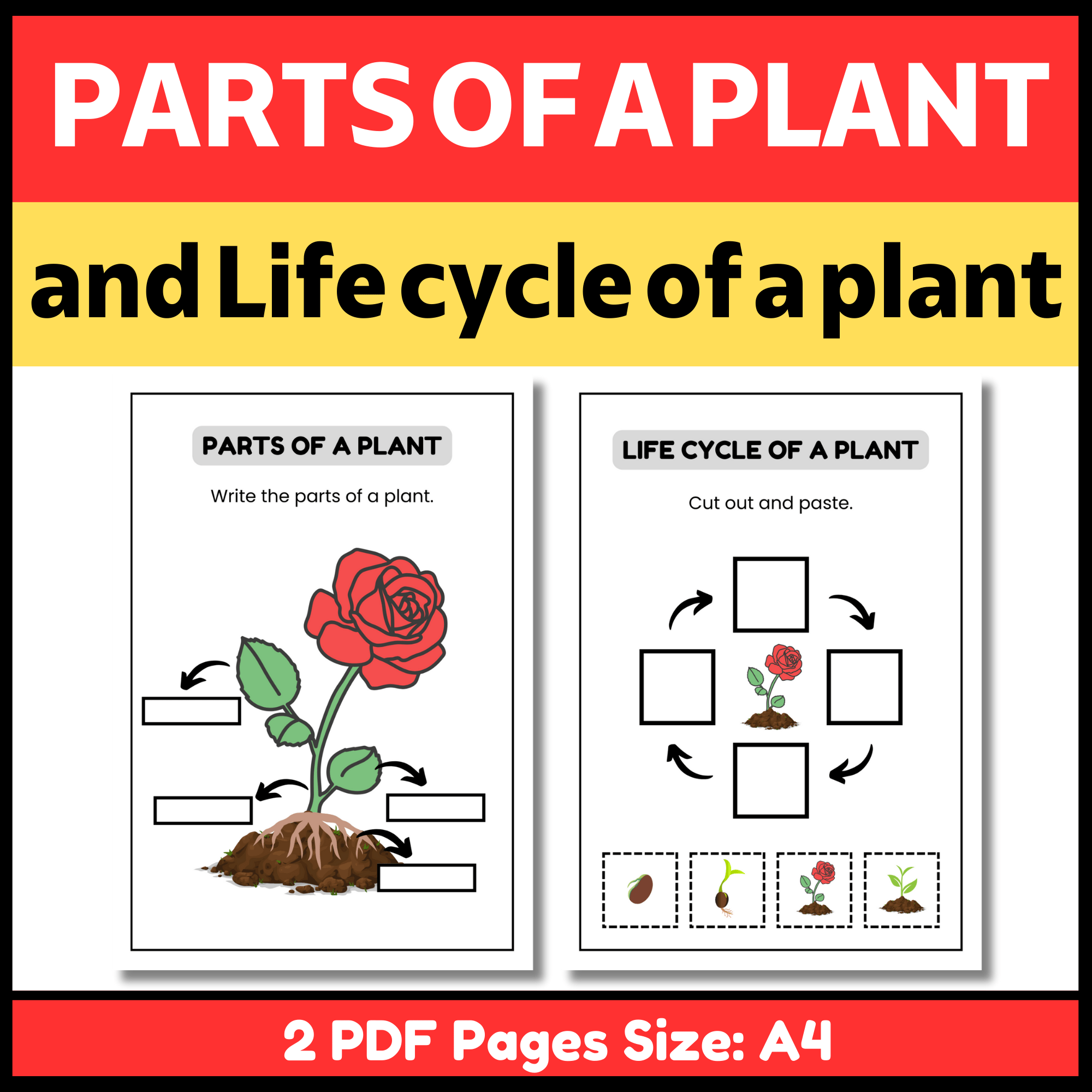 parts-of-a-plant-and-life-cycle-of-a-plant-format-pdf-file-paper-size
