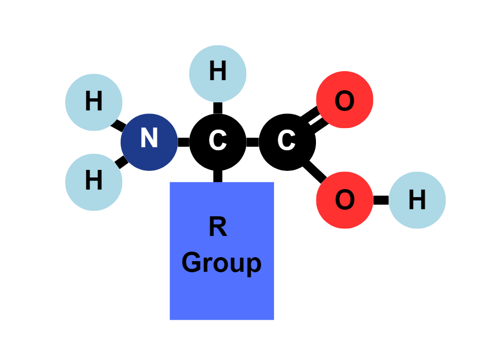 Amino Acid Structure
