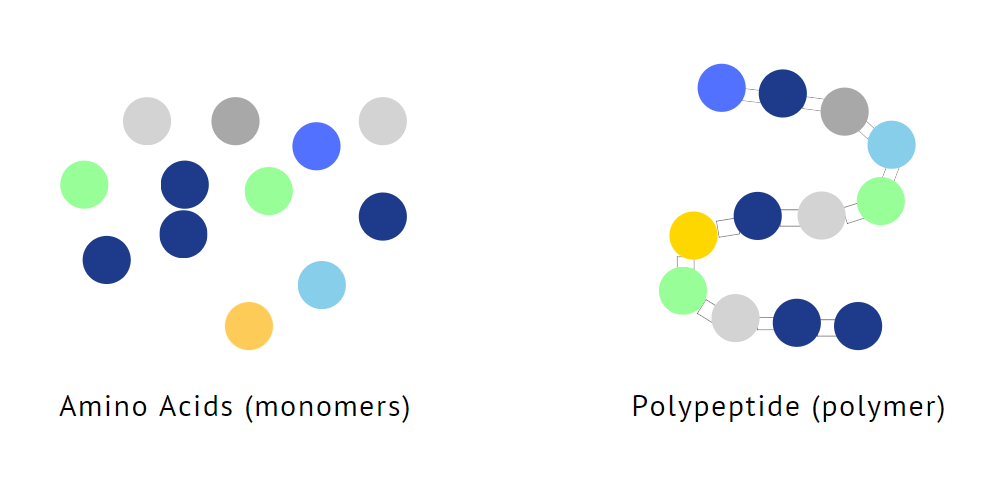polypeptide, protein, primary structure