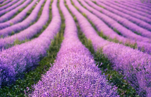 Foto campos de lavanda