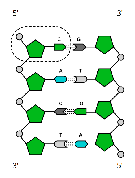 antiparallel, DNA, polymer, nucleotides, nucleic acids