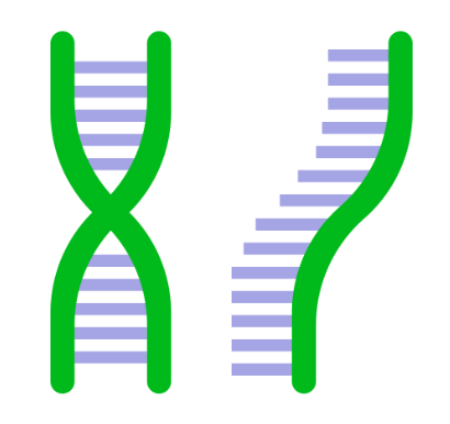 Nucleic acids DNA and RNA