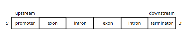 eukaryotic gene structure promoter terminator introns exons