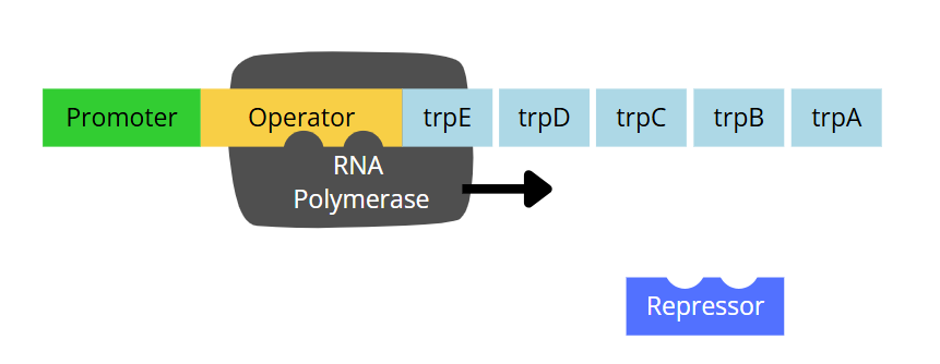 trp operon low repressor