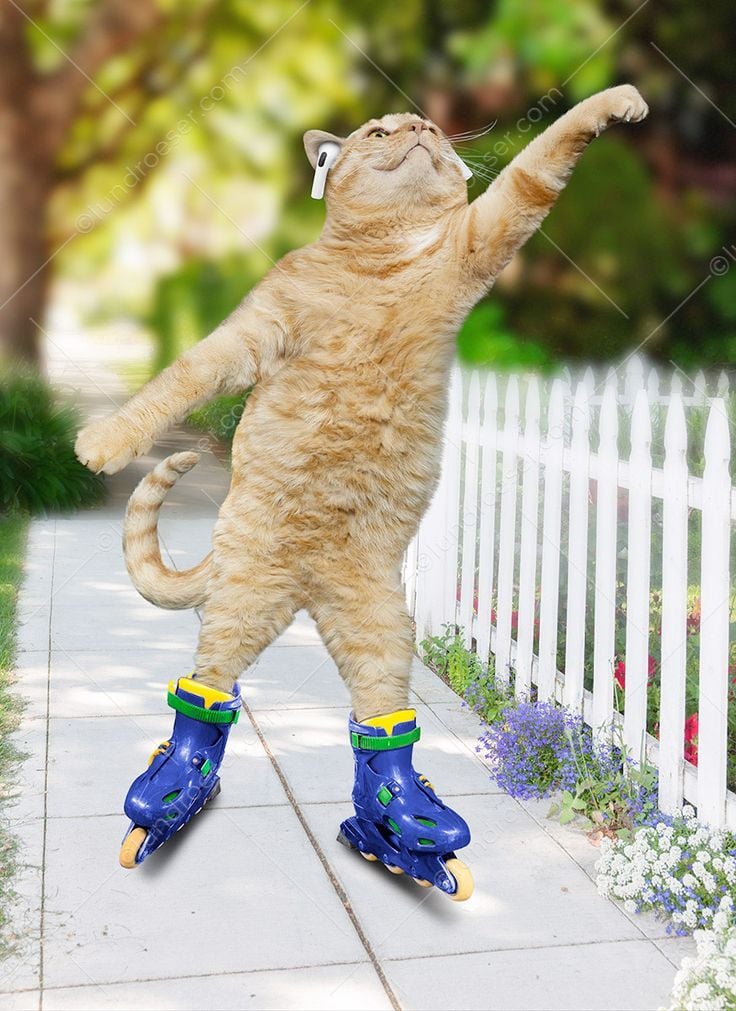 Mon chat Sheena Skataraati.com