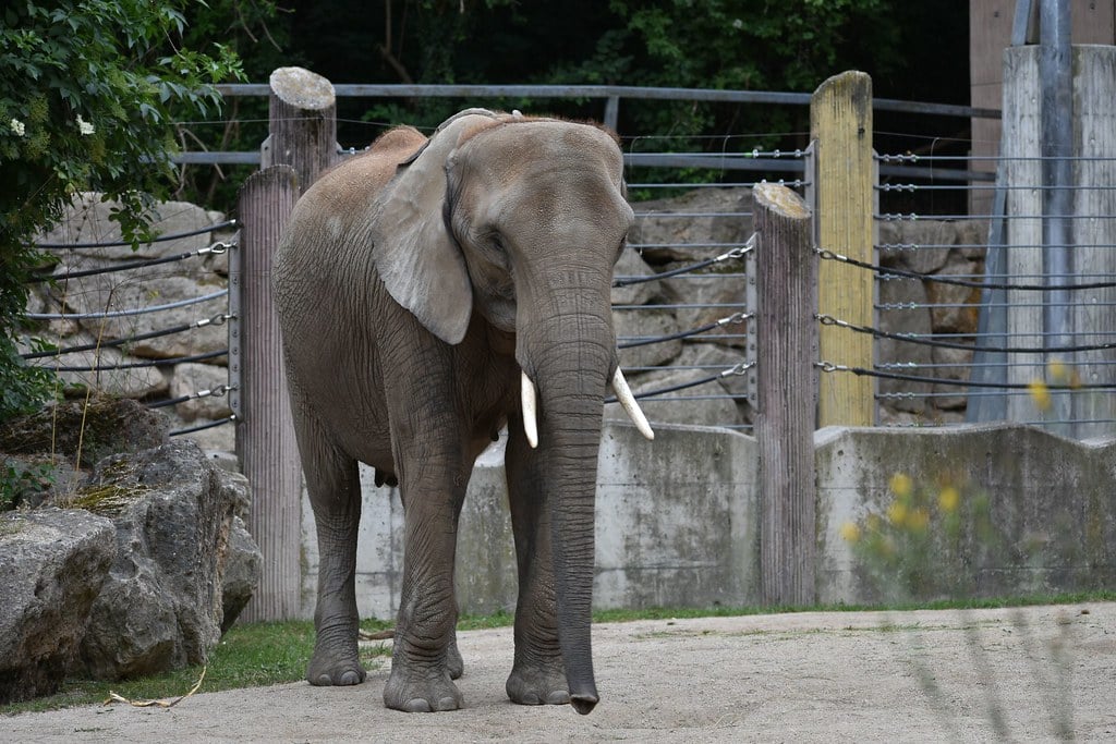 Vienna Schonbrunn Zoo Audio Guide - Austria