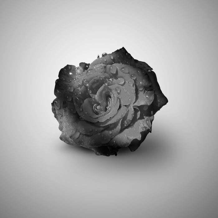 Photo of water drops on rose with effect of grayscale on white grey background