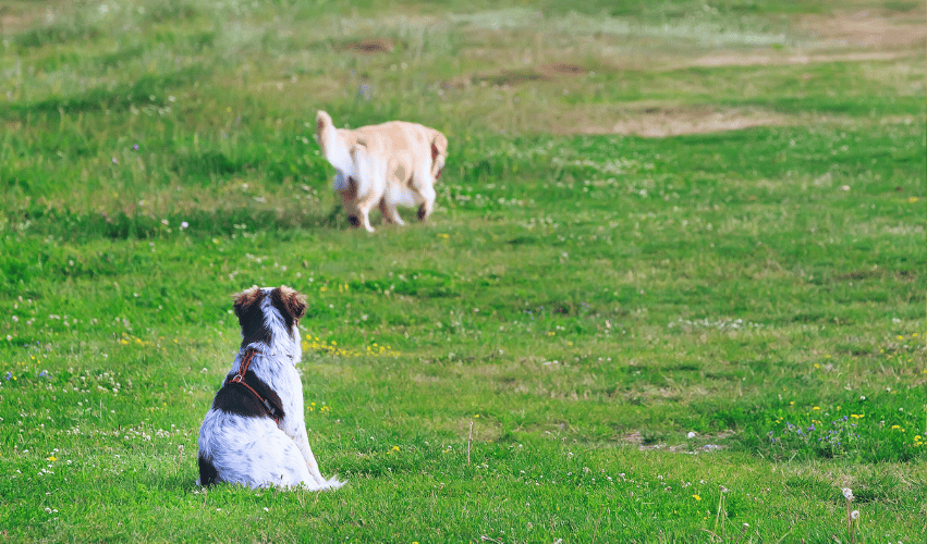 dog training, educação canino, treino canino
