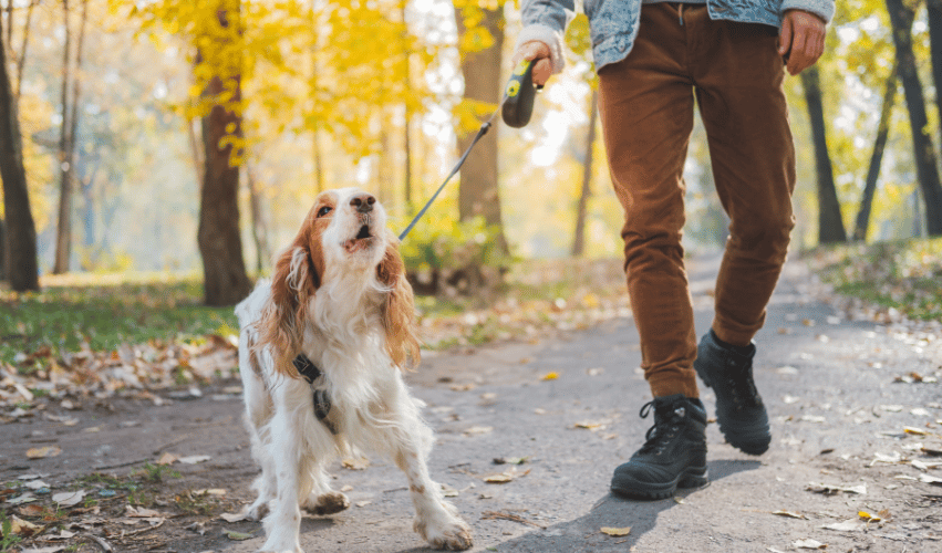 reactivity, aggression, reactivivade, reatividade, cão reactivo, cão agressivo