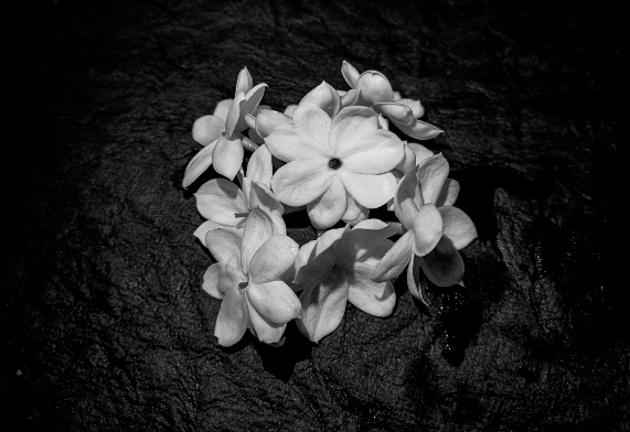 Black and white photo of arabian jasmine flowers on textured background