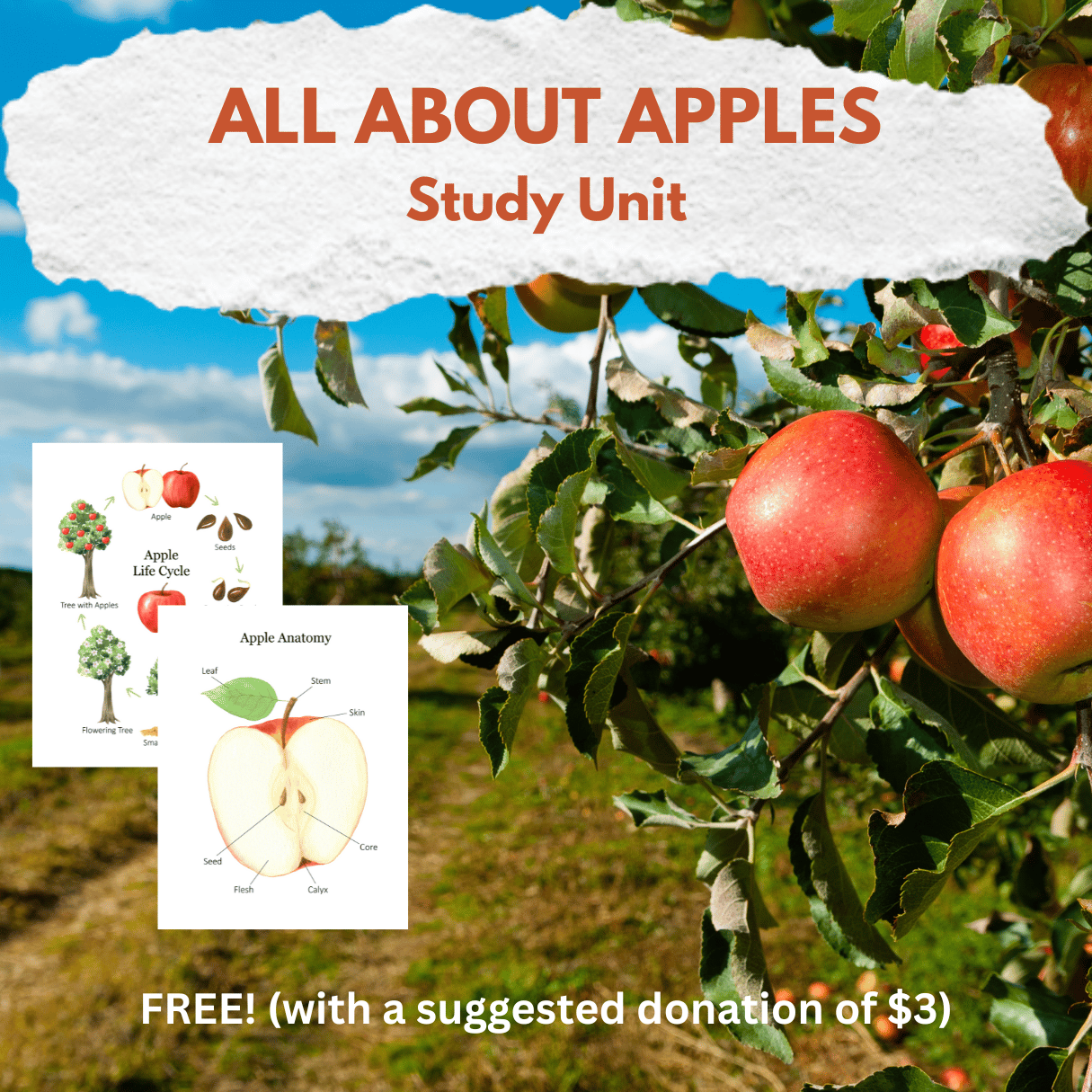 Apple Study Unit