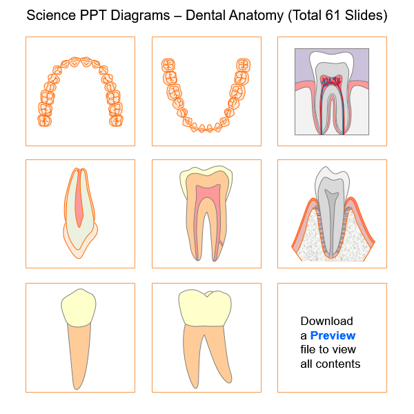 Science PPT Diagrams - Dental Anatomy (Total 61 Slides)