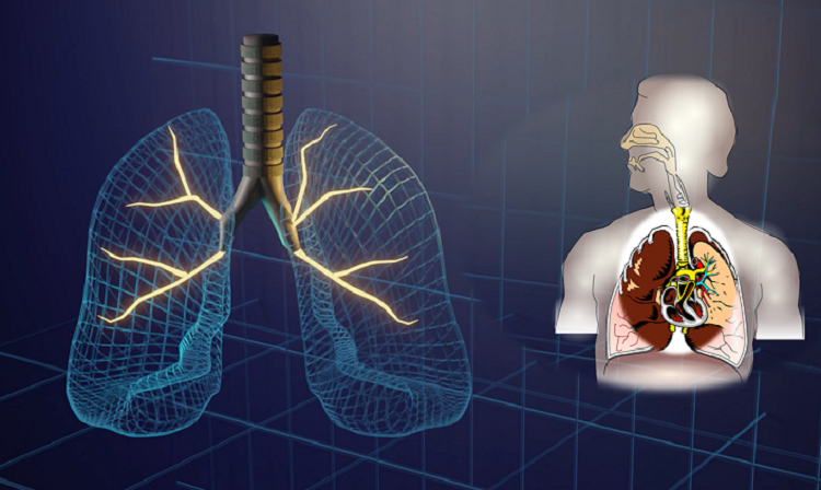 Formation en ligne le système cardio respiratoire