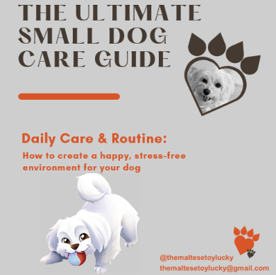 Photo inspiration: The Ultimate Small Dog Care Guide Daily Care Routine Photo Inspiration