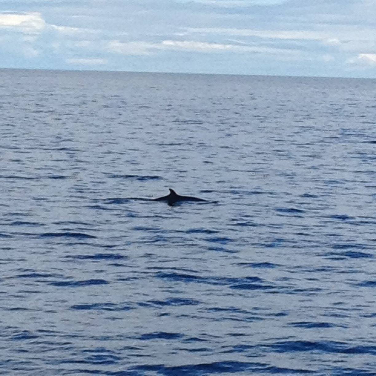 The dorsal fin of a minke whale