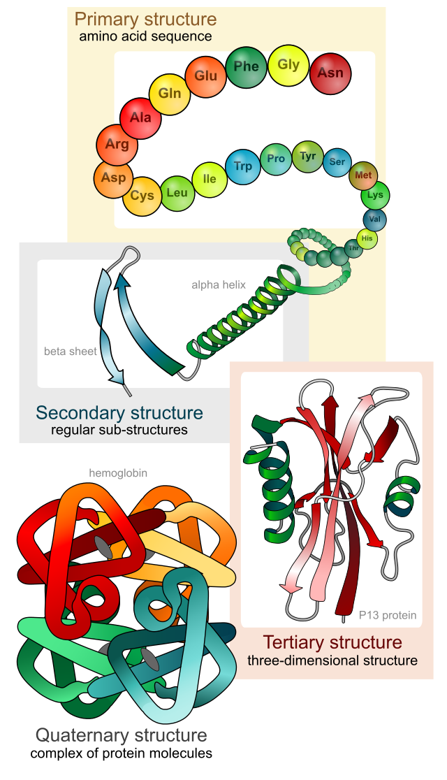 levels of protein structure vce biology