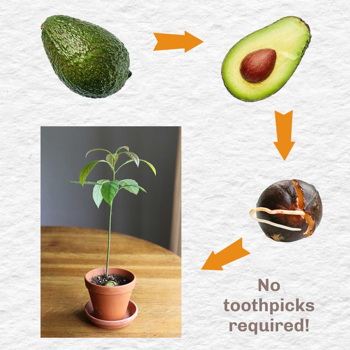 Collage showing avocado fruit, seed, seed growing roots, and plant.