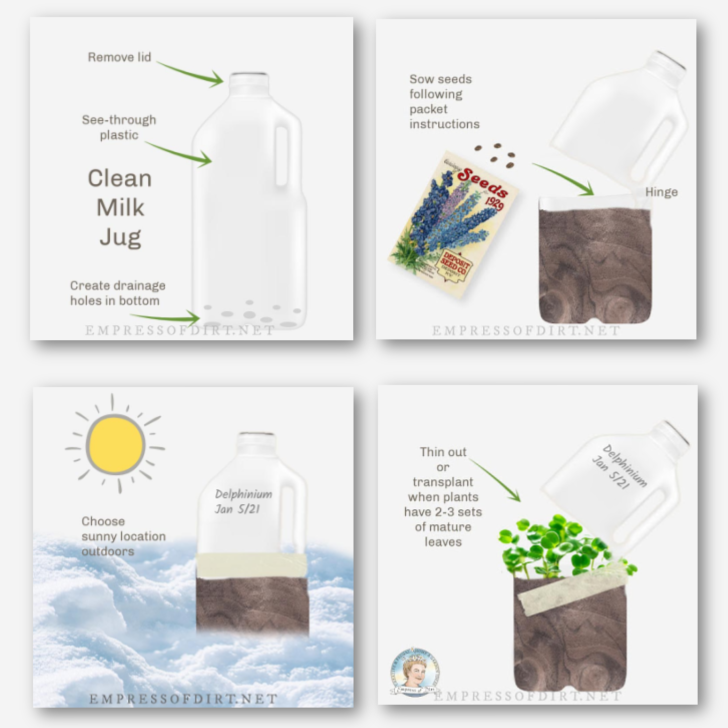 Collage showing 4 steps for winter sowing seeds