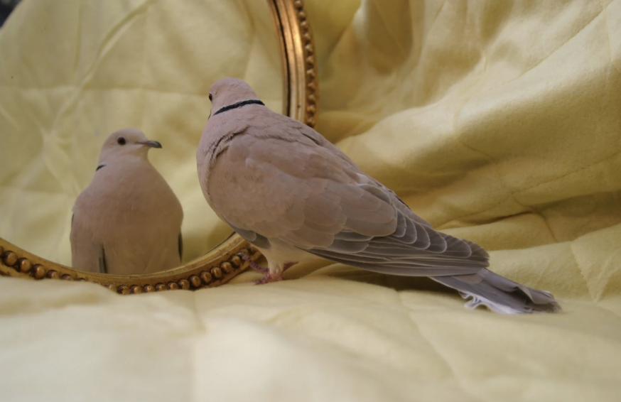 nárcizmus human design neonárcizmus felvilágosul egoizmus testtérkép