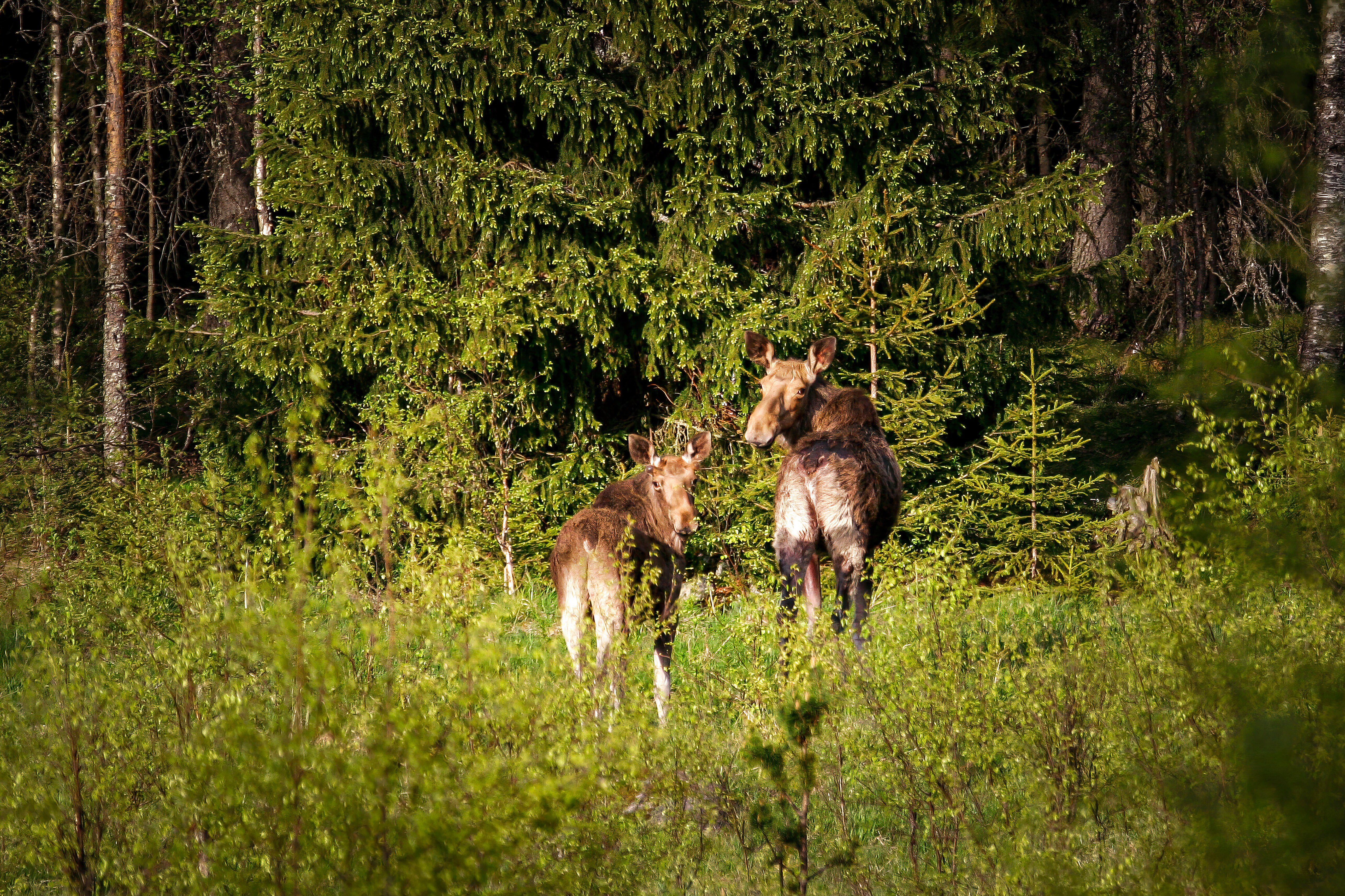 A young moose (Alces alces) with his mother. He wonders and looks at ...