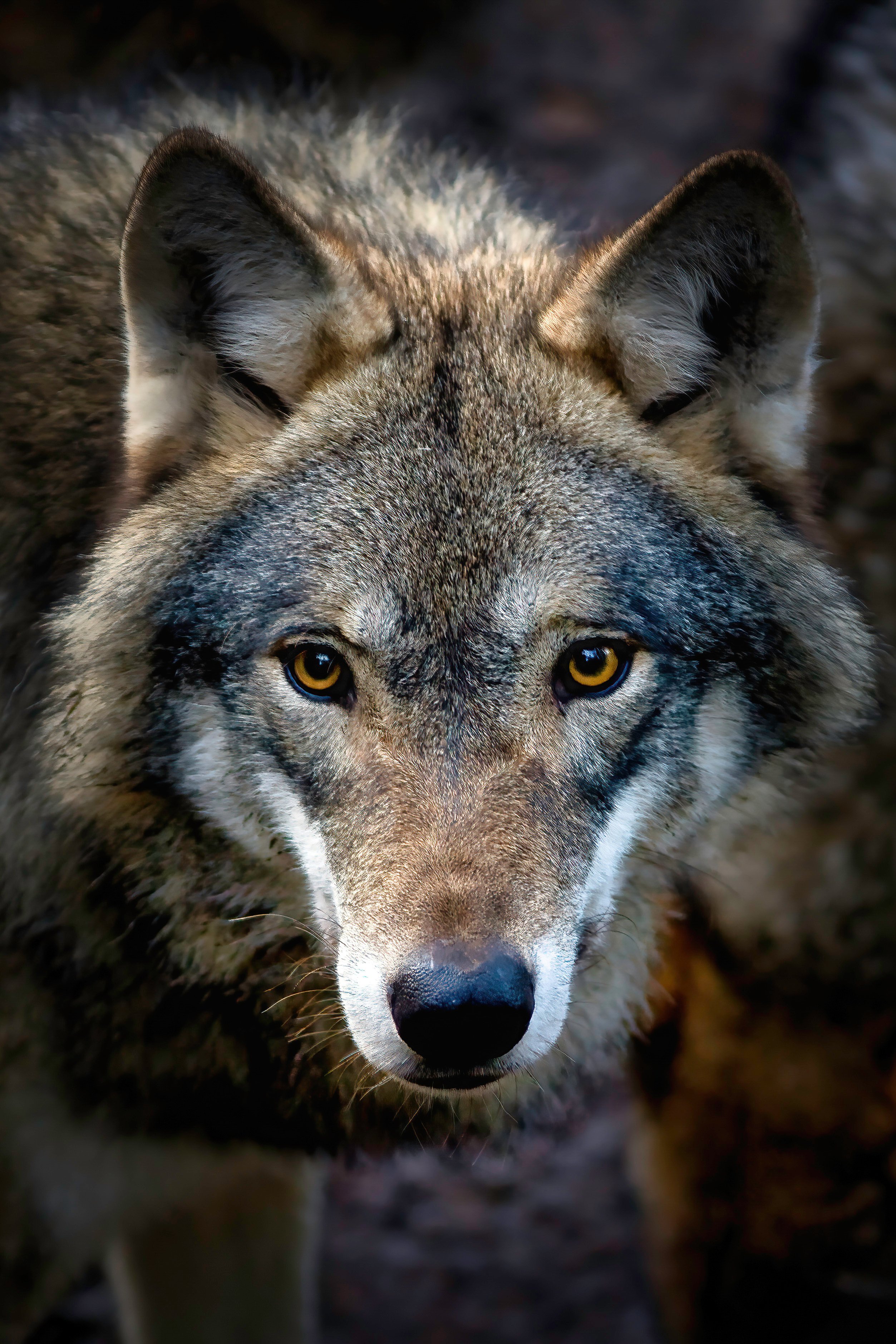 Close up of a wolf (Canis lupus) looking straight towards - Payhip