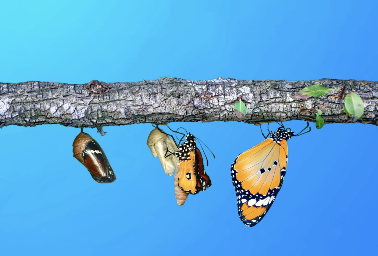 gyereknevelés tudatos szülő human design magyarul testtérkép elemzés energiatérkép