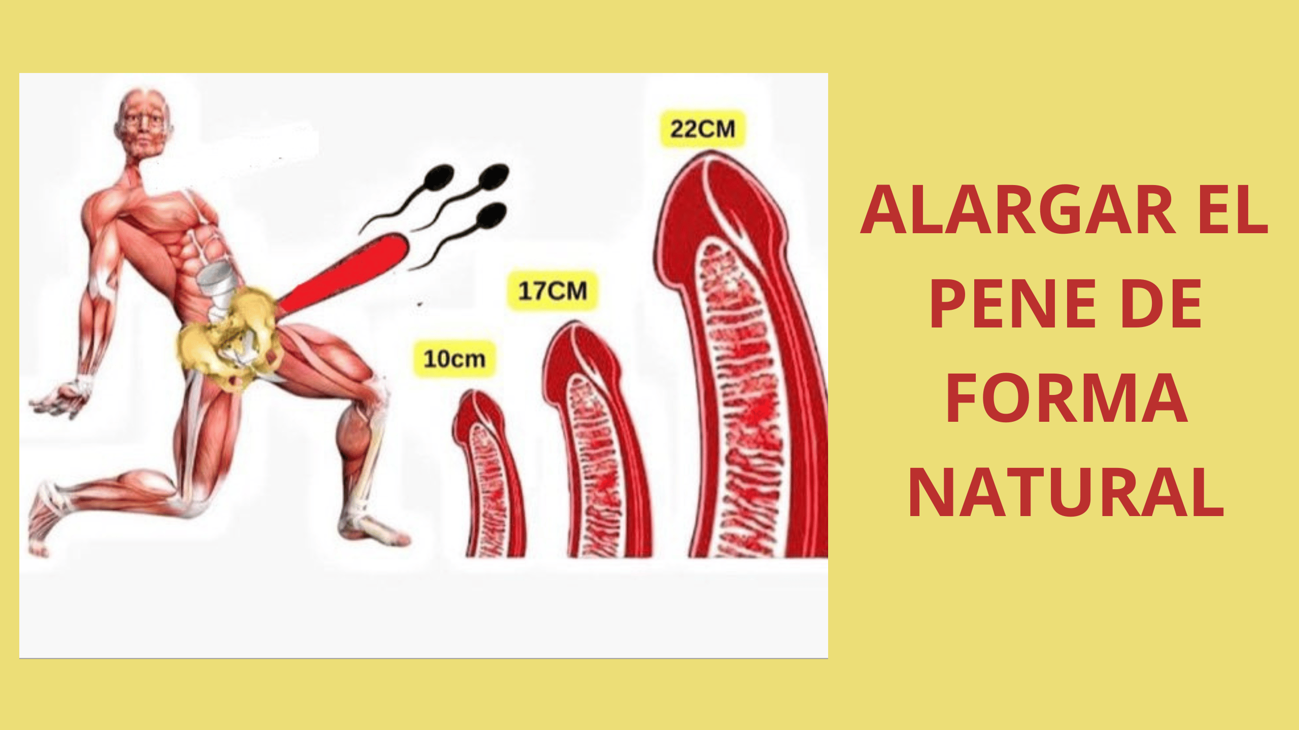 ALARGAR EL PENE DE FORMA NATURAL - Payhip