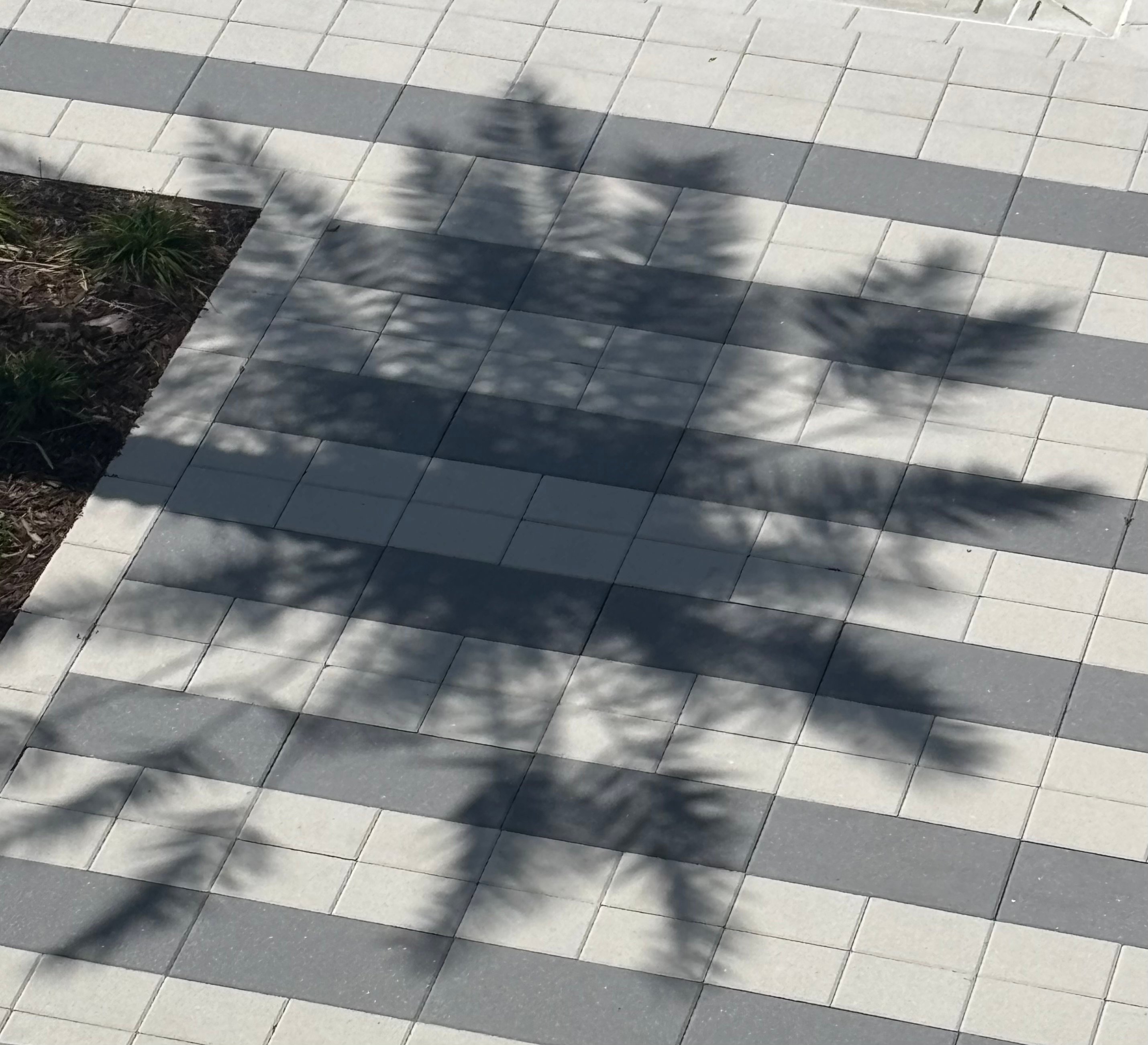Palm Tree Shadow Still - Payhip