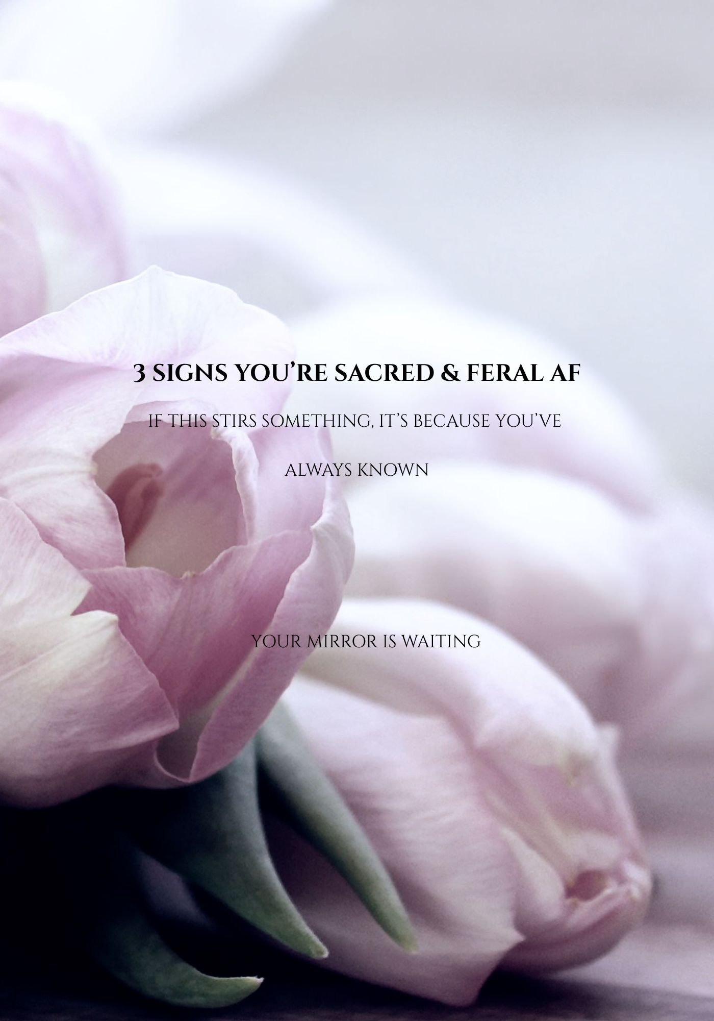 Close up of a delicate pink flower with soft medium-sized petals gently opened, surrounded by unopened buds resting on white fabric, symbolizing sacredness and gentle beauty